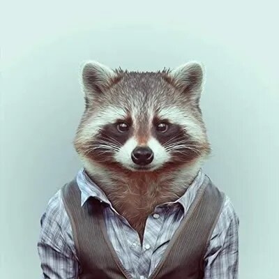 ᴀɴᴏꜱᴋ 🦝